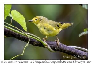 2025-02-16#2793 Dendroica petechia - Yellow Warbler male, near Rio Changuinola, Changuinola, Panama