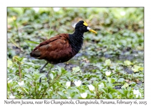 2025-02-16#2797 Jacana spinosa - Northern Jacana, near Rio Changuinola, Changuinola, Panama