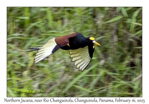 2025-02-16#2838 Jacana spinosa - Northern Jacana, near Rio Changuinola, Changuinola, Panama