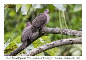 2025-02-16#2865 Patagioenas nigrirostris - Short-billed Pigeon, New Road, near Charagre, Panama