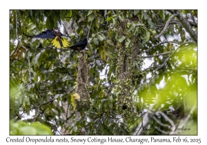 2025-02-16#2922 Psarocolius decumanus - Crested Oropendola nests, Snowy Cotinga House, Charagre, Panama
