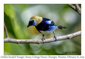 2025-02-16#2931 Tangara larvata - Golden-hooded Tanager, Snowy Cotinga House, Charagre, Panama