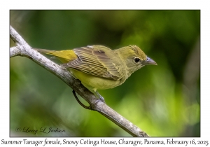 2025-02-16#2933 Piranga rubra - Summer Tanager female, Snowy Cotinga House, Charagre, Panama