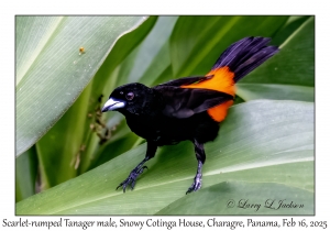 2025-02-16#2935 Ramphocelus passerinii - Scarlet-rumped Tanager male, Snowy Cotinga House, Charagre, Panama