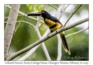 2025-02-16#2948 Pteroglossus torquatus - Collared Aracari, Snowy Cotinga House, Charagre, Panama