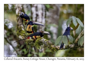 2025-02-16#2956 Pteroglossus torquatus - Collared Aracari, Snowy Cotinga House, Charagre, Panama