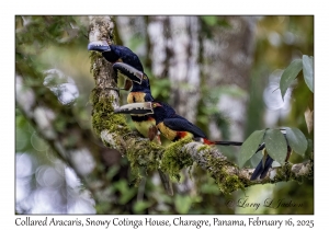 2025-02-16#2958 Pteroglossus torquatus - Collared Aracari, Snowy Cotinga House, Charagre, Panama