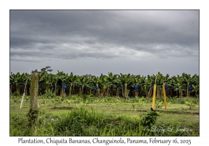 Plantation