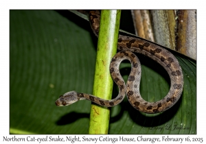 Northern Cat-eyed Snake