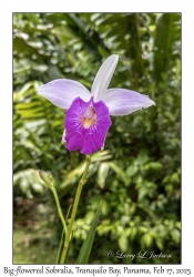 Big-flowered Sobralia