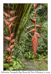 Heliconia