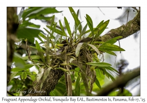 Fragrant Appendage Orchid