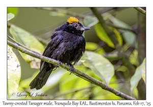 Tawny-crested Tanager male