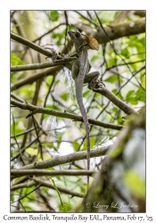 Common Basilisk