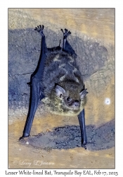 Lesser White-lined Bat