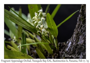 Fragrant Appendage Orchid