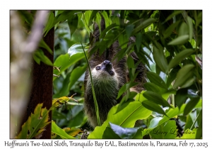 Hoffmann's Two-toed Sloth