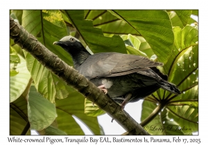 2025-02-17#3006 Patagioenas leucocephala - White-crowned Pigeon, Tranquilo Bay Eco Adventure Lodge, Bastimentos Is, Bocas del Toro, Panama