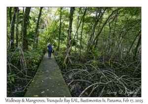 Walkway & Mangroves