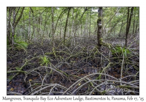 Mangroves