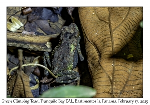 Green Climbing Toad