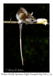 Derby's Woolly Opossum