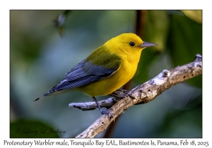 Protonotary Warbler male
