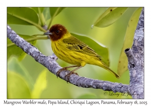 2025-02-18#3058 Dendroica petechia - Mangrove Warbler male, Popa Is, Chiriqui Lagoon, Panama