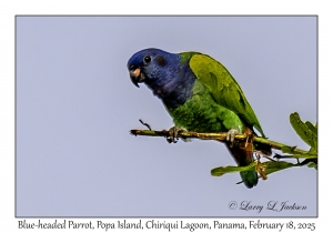 2025-02-18#3064 Pionus menstruus - Blue-headed Parrot, Popa Is, Chiriqui Lagoon, Panama