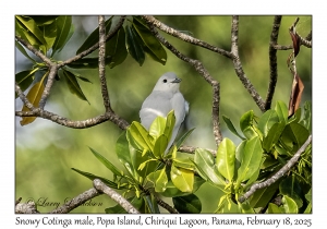 2025-02-18#3074 Carpodectes nitidus - Snowy Cotinga male, Popa Is, Chiriqui Lagoon, Panama