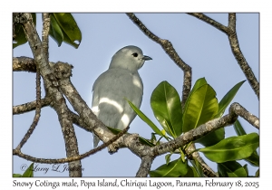 2025-02-18#3082 Carpodectes nitidus - Snowy Cotinga male, Popa Is, Chiriqui Lagoon, Panama