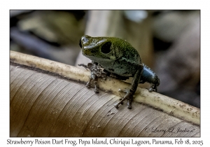 Strawberry Poison Dart Frog variation
