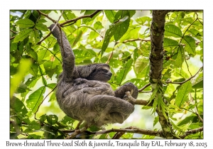 Brown-throated Three-toed Sloth & juvenile