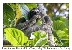 Brown-throated Three-toed Sloth