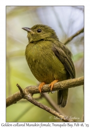 2025-02-18#3137 Manacus vitellinus - Golden-collared Manakin female, Tranquilo Bay Eco Adventure Lodge, Bastimentos Is, Panama