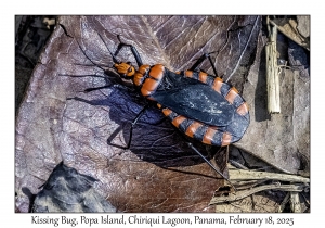 Kissing Bug