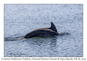 Common Bottlenose Dolphin