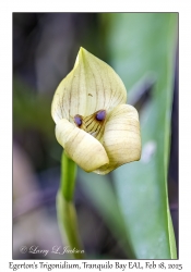 Egerton's Trigonidium