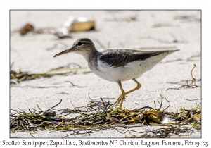 2025-02-19#3217 Actitis macularius - Spotted Sandpiper, Zapatilla 2, Bastimentos National Park, Chiriqui Lagoon, Panama