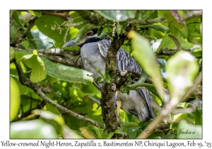 2025-02-19#3221 Nyctanassa violacea - Yellow-crowned Night-Heron, Zapatilla 2, Bastimentos National Park, Chiriqui Lagoon, Panama