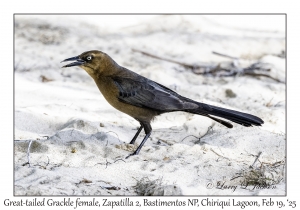 2025-02-19#3224 Quiscalus mexicanus - Great-tailed Grackle female, Zapatilla 2, Bastimentos National Park, Chiriqui Lagoon, Panama