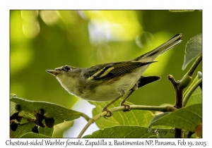 2025-02-19#3228 Dendroica pensylvanica - Chestnut-sided Warbler female, Zapatilla 2, Bastimentos National Park, Chiriqui Lagoon, Panama