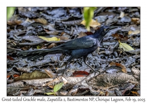2025-02-19#3237 Quiscalus mexicanus - Great-tailed Grackle male, Zapatilla 2, Bastimentos National Park, Chiriqui Lagoon, Panama