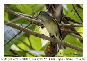 2025-02-19#3254 Vireo griseus - White-eyed Vireo, Zapatilla 2, Bastimentos National Park, Chiriqui Lagoon, Panama