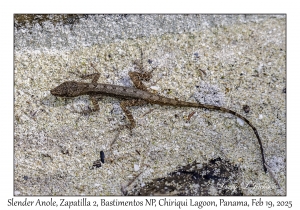 Slender Anole