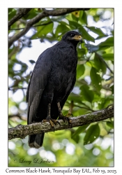 2025-02-19#3340 Buteogallus anthracinus - Common Black-Hawk, Tranquilo Bay EAL, Bastimentos Is,, Chiriqui Lagoon, Panama