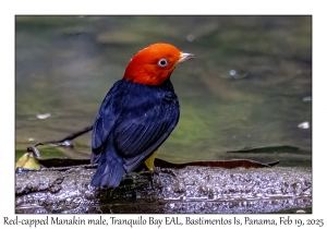 2025-02-19#3345 Pipra mentalis - Red-capped Manakin male, Tranquilo Bay EAL, Bastimentos Is,, Chiriqui Lagoon, Panama