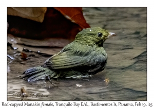 2025-02-19#3350 Pipra mentalis - Red-capped Manakin female, Tranquilo Bay EAL, Bastimentos Is,, Chiriqui Lagoon, Panama