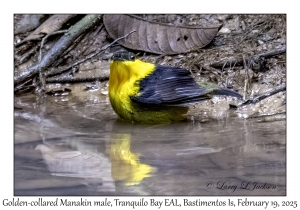 2025-02-19#3365 Manacus vitellinus - Golden-collared Manakin male, Tranquilo Bay EAL, Bastimentos Is,, Chiriqui Lagoon, Panama