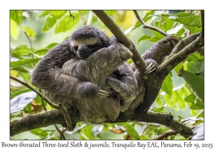 Brown-throated Three-toed Sloth & juvenile